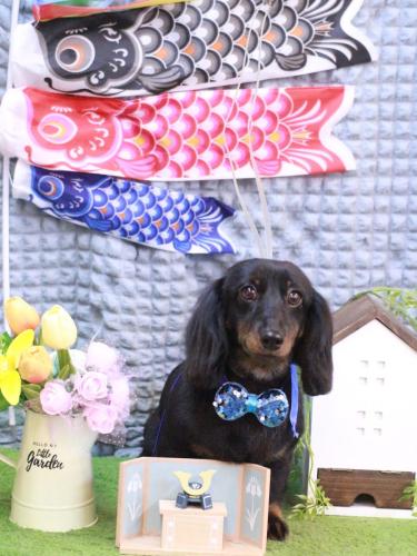 20230510リリィーちゃん